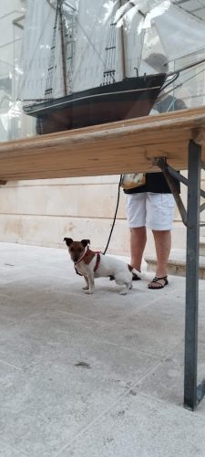 Izlozba Santic 2025-5